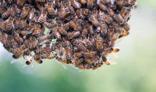 养殖蜜蜂的技术团队是真的吗